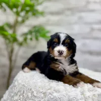 Leo, a male Miniature Bernedoodle for sale in Dover, OH – Photo 3 of 7