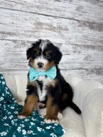 Leo, a male Miniature Bernedoodle for sale in Dover, OH – Photo 7 of 9