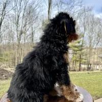 Leo, a male Miniature Bernedoodle for sale in Dover, OH – Photo 7 of 7