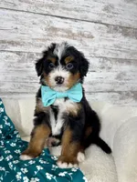 Leo, a male Miniature Bernedoodle for sale in Dover, OH – Photo 6 of 9