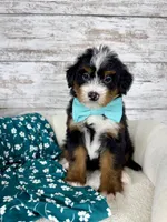 Leo, a male Miniature Bernedoodle for sale in Dover, OH – Photo 3 of 9