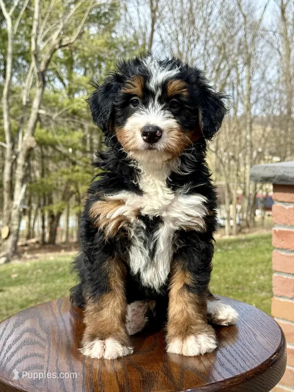 Leo, a male Miniature Bernedoodle for sale in Dover, OH – 1 of 7