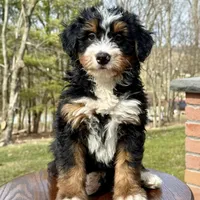 Leo, a male Miniature Bernedoodle for sale in Dover, OH – Photo 2 of 7