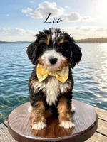 Leo, a male Miniature Bernedoodle for sale in Dover, OH – Photo 1 of 7