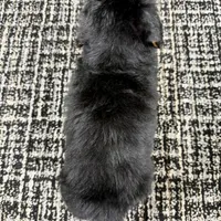 Leo, a male Miniature Bernedoodle for sale in Dover, OH – Photo 6 of 7