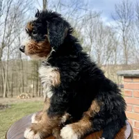 Leo, a male Miniature Bernedoodle for sale in Dover, OH – Photo 4 of 7