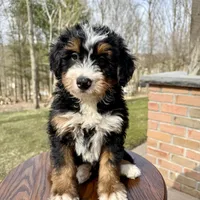 Leo, a male Miniature Bernedoodle for sale in Dover, OH – Photo 5 of 7