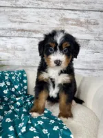 Leo, a male Miniature Bernedoodle for sale in Dover, OH – Photo 4 of 9