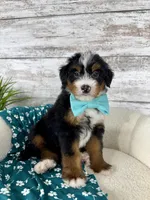 Leo, a male Miniature Bernedoodle for sale in Dover, OH – Photo 1 of 9