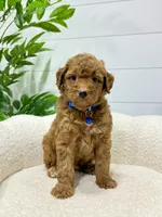 Milo  ❤️‍🩹🐶, a male Miniature Goldendoodle for sale in Dover, OH – 2 of 10