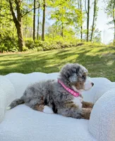 Maggie, a female Miniature Bernedoodle for sale in Dover, OH – 8 of 10
