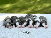Ace❤️, a male Miniature Bernedoodle for sale in Dover, OH – 3 of 9