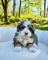Charlie, a male Miniature Bernedoodle for sale in Dover, OH – 8 of 10