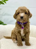 Daisy  💖, a female Miniature Goldendoodle for sale in Dover, OH – 2 of 10