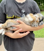 Teddy, a male Miniature Bernedoodle for sale in Dover, OH – 2 of 9