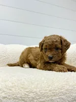 Rosie  💖, a female Miniature Goldendoodle for sale in Dover, OH – 5 of 10