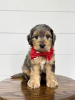 Max, a male Miniature Goldendoodle for sale in Dover, OH – 3 of 10