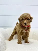 Goldie 💖, a female Miniature Goldendoodle for sale in Dover, OH – 3 of 10