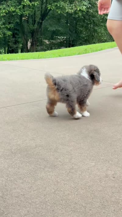 Jackson, a male Miniature Bernedoodle for sale in Dover, OH – 5 of 8