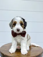 Gracie, a female Miniature Goldendoodle for sale in Dover, OH – 7 of 10