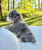 Jackson, a male Miniature Bernedoodle for sale in Dover, OH – 9 of 10