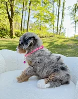 Maggie, a female Miniature Bernedoodle for sale in Dover, OH – 7 of 10