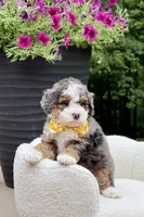 Charlie, a male Miniature Bernedoodle for sale in Dover, OH – 6 of 10