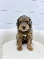 Cash, a male Miniature Goldendoodle for sale in Dover, OH – 7 of 10