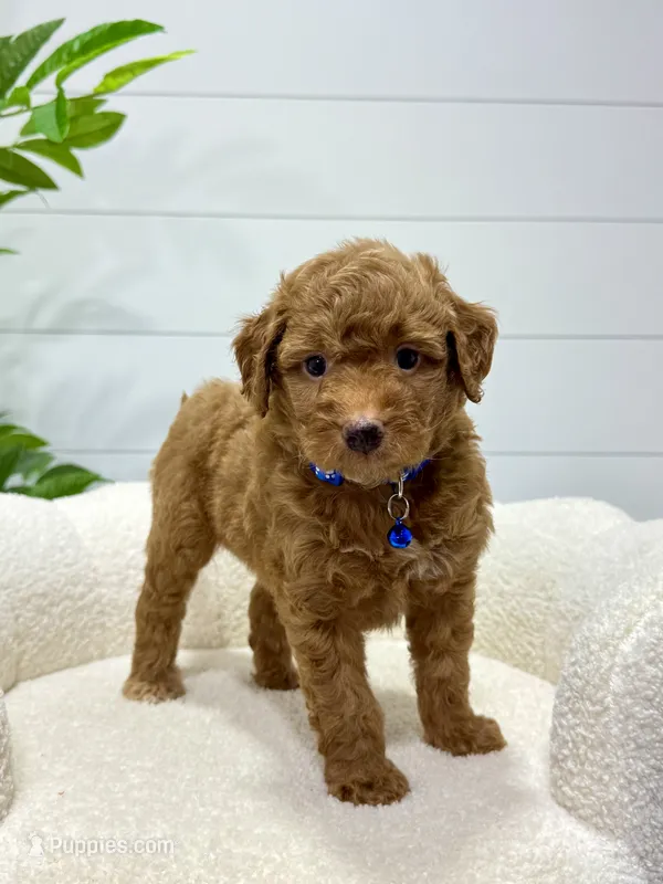 Milo  ❤️‍🩹🐶 – Miniature Goldendoodle puppy for sale in Dover, OH