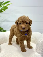 Milo  ❤️‍🩹🐶, a male Miniature Goldendoodle for sale in Dover, OH – 1 of 10