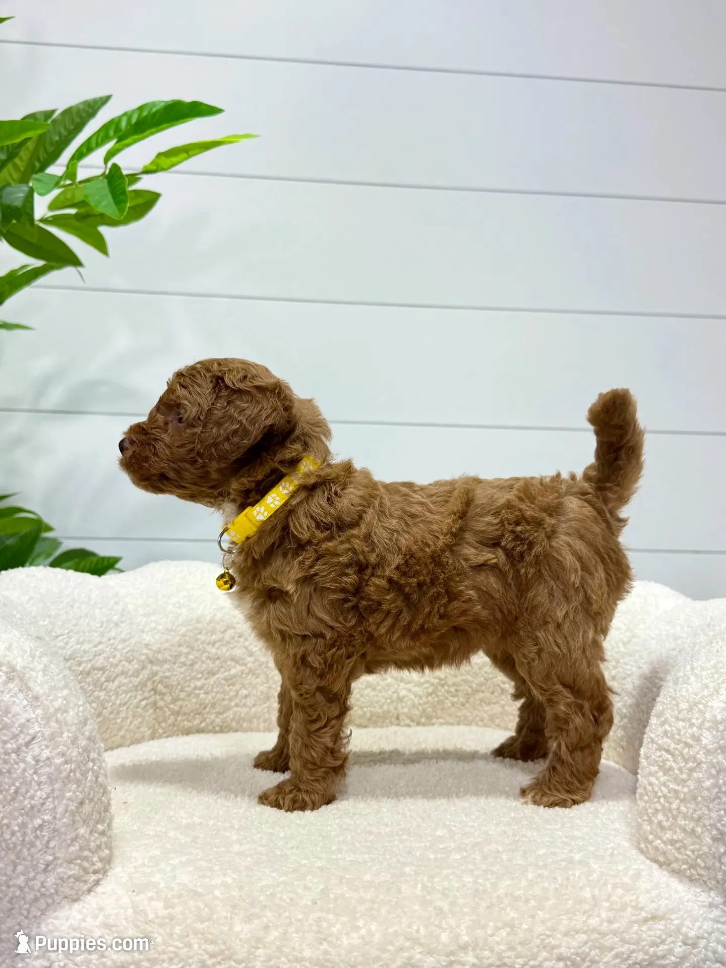 Lilah  💖, a female Miniature Goldendoodle for sale in Dover, OH – 3 of 10