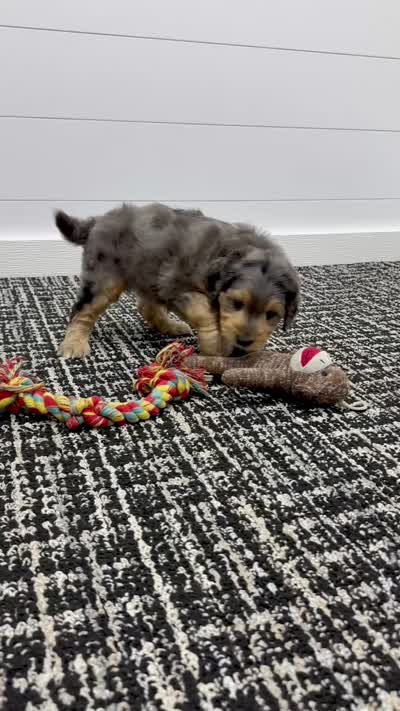 Max, a male Miniature Goldendoodle for sale in Dover, OH – 10 of 10