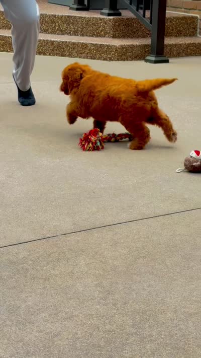 Duke ♥️😘, a male Miniature Goldendoodle for sale in Dover, OH – 10 of 10