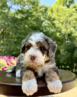 Charlie, a male Miniature Bernedoodle for sale in Dover, OH – 6 of 10