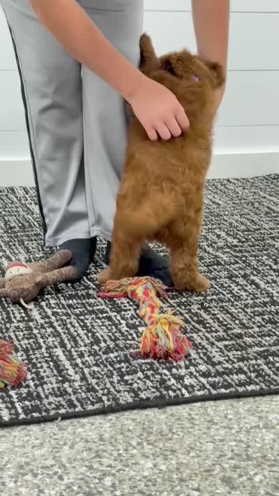 Duke ♥️😘, a male Miniature Goldendoodle for sale in Dover, OH – 9 of 10