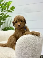 Milo  ❤️‍🩹🐶, a male Miniature Goldendoodle for sale in Dover, OH – 4 of 10