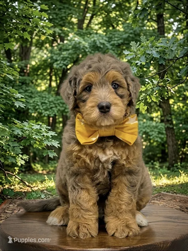 Cash – Miniature Goldendoodle puppy for sale in Dover, OH