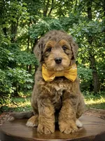Cash, a male Miniature Goldendoodle for sale in Dover, OH – 1 of 10