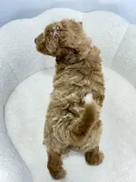 Goldie 💖, a female Miniature Goldendoodle for sale in Dover, OH – 6 of 10