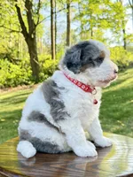 Enzo, a male Miniature Bernedoodle for sale in Dover, OH – 2 of 10