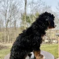 Chloe, a female Miniature Bernedoodle for sale in Dover, OH – Photo 6 of 7