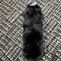 Chloe, a female Miniature Bernedoodle for sale in Dover, OH – Photo 4 of 7