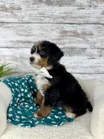 Chloe, a female Miniature Bernedoodle for sale in Dover, OH – Photo 8 of 9