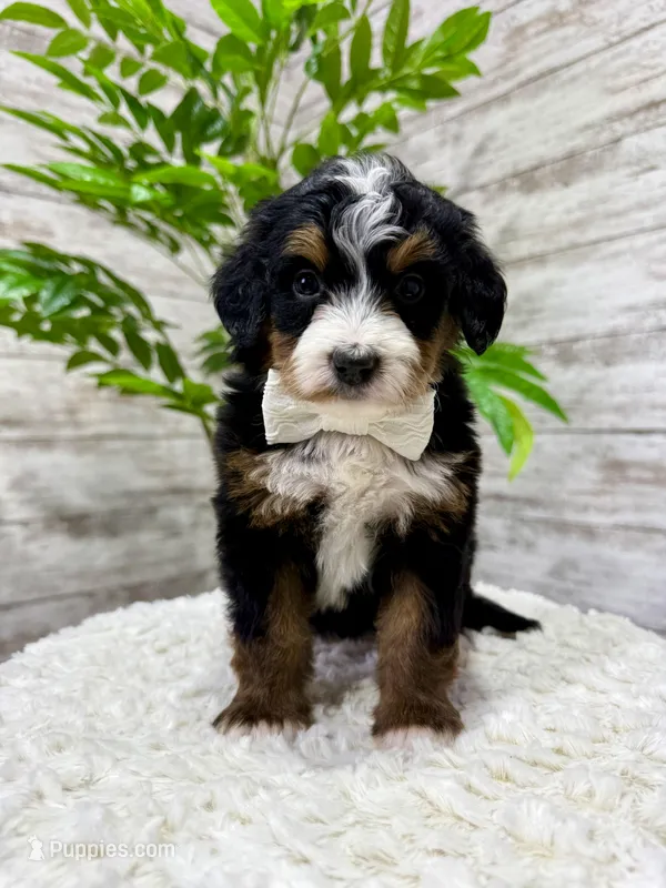 Chloe, a female Miniature Bernedoodle for sale in Dover, OH – 1 of 7