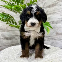 Chloe, a female Miniature Bernedoodle for sale in Dover, OH – Photo 2 of 7