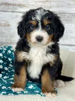 Chloe, a female Miniature Bernedoodle for sale in Dover, OH – Photo 4 of 9