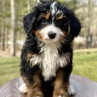 Chloe, a female Miniature Bernedoodle for sale in Dover, OH – Photo 5 of 7