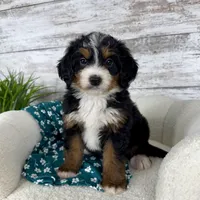 Chloe, a female Miniature Bernedoodle for sale in Dover, OH – Photo 3 of 7