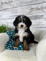 Chloe, a female Miniature Bernedoodle for sale in Dover, OH – Photo 5 of 9