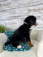 Chloe, a female Miniature Bernedoodle for sale in Dover, OH – Photo 6 of 9